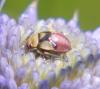 337049 – Photo : Jean-Pierre Montenot – France (30)